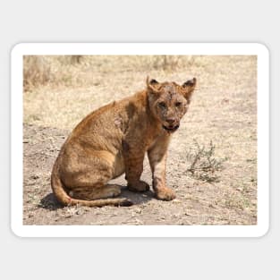 African Lion Cub After Feeding, Serengeti, Tanzania Sticker